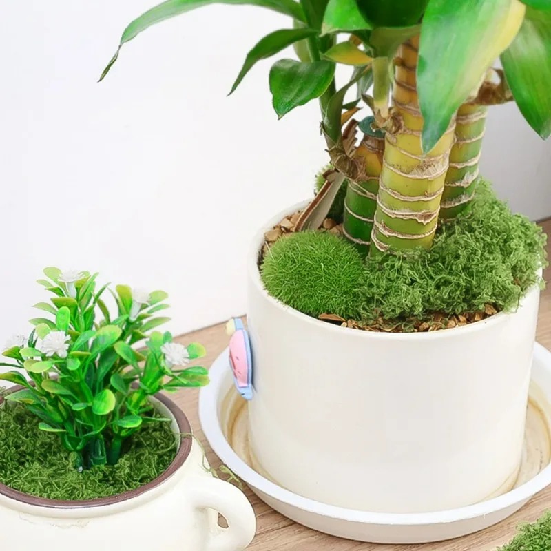 50/300G DIY Fake Moss Grass Et - Sphagnum Moss Dry review and price