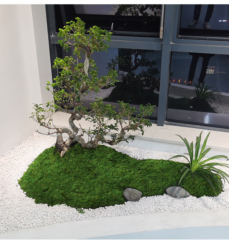 Artificial moss filaments moss - Sphagnum Moss Dry review and price