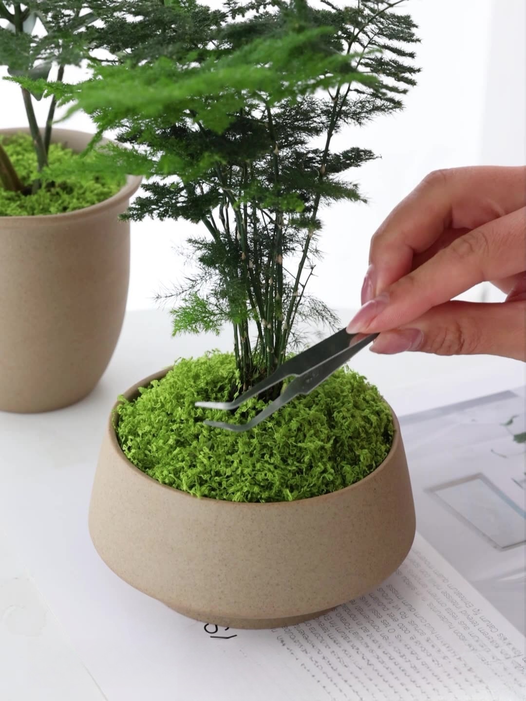 Artificial moss filaments moss - Sphagnum Moss Dry review and price