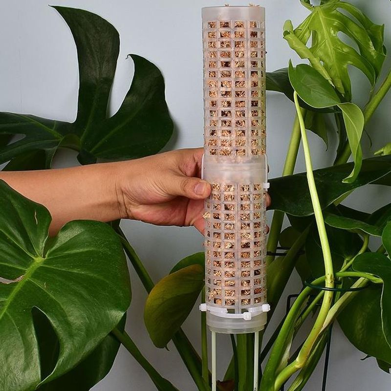 Sphagnum Moss Pole for Orchid  - Sphagnum Moss Dry review and price
